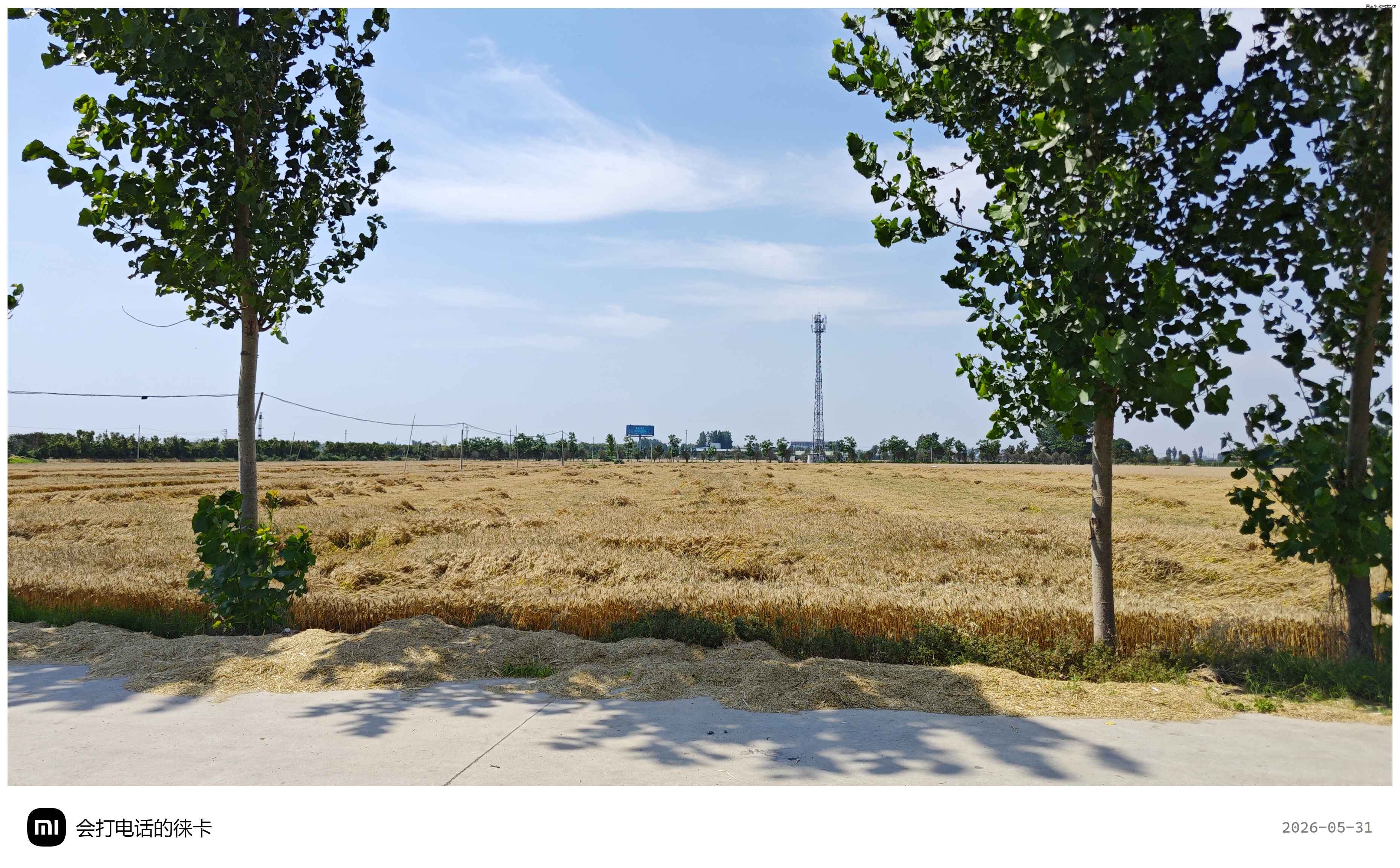 Late May wheat harvest