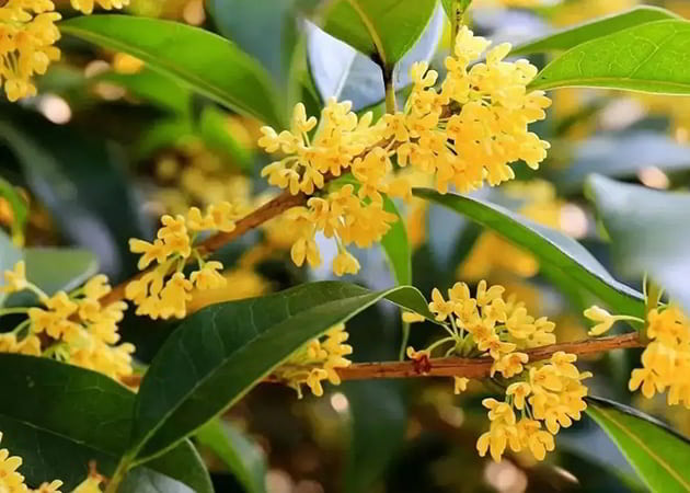Osmanthus