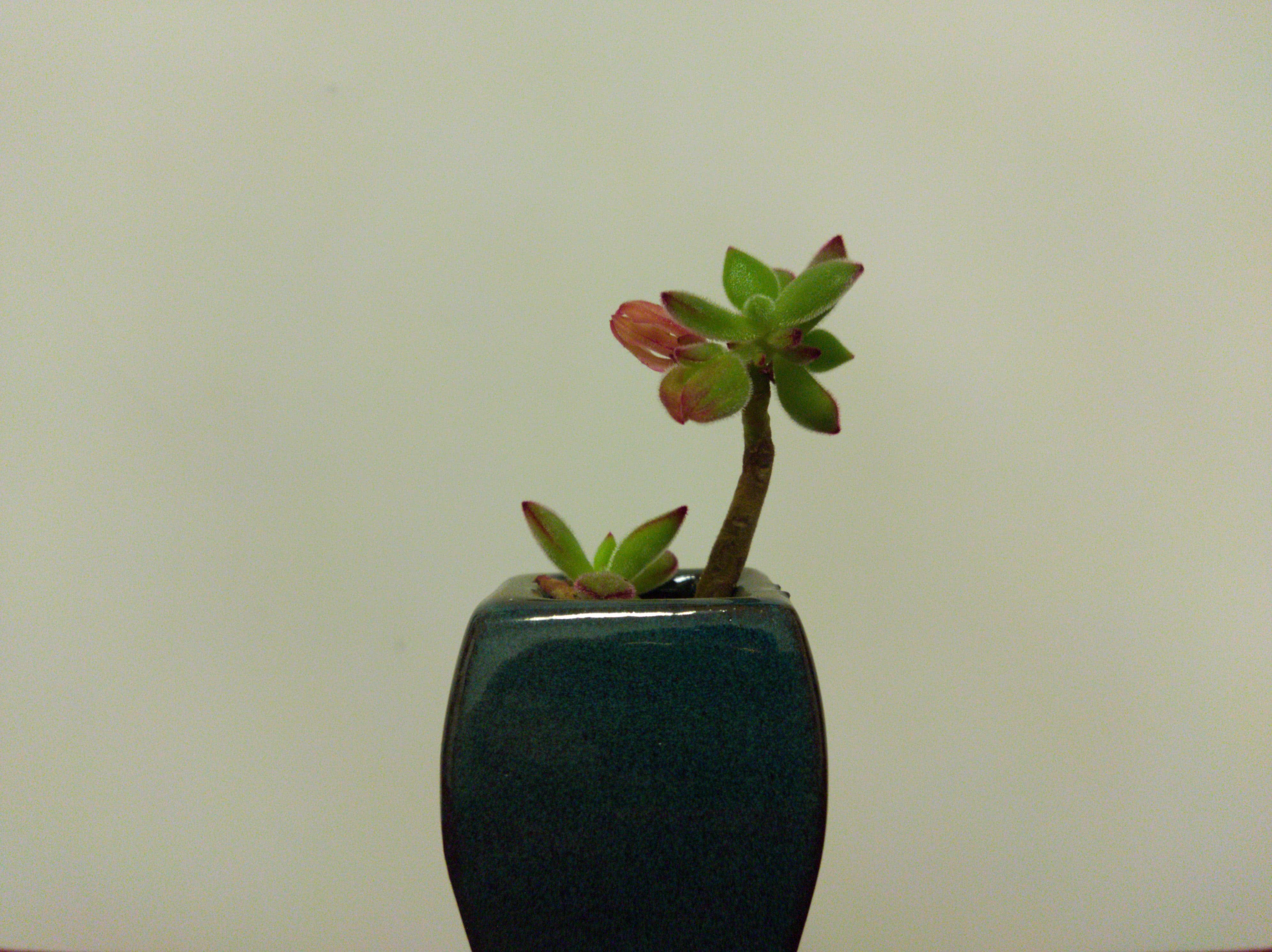 Tiny flower