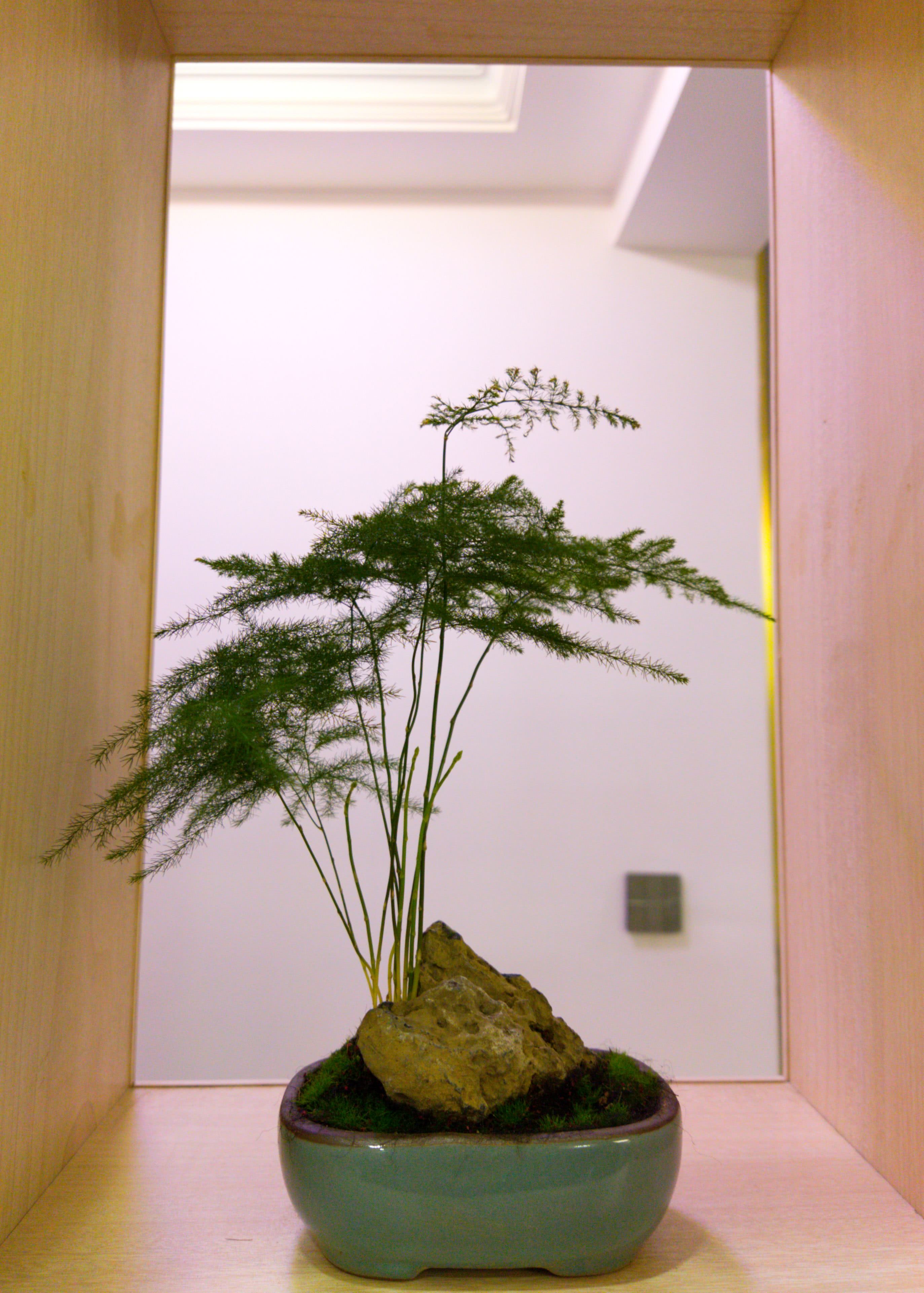 Asparagus fern