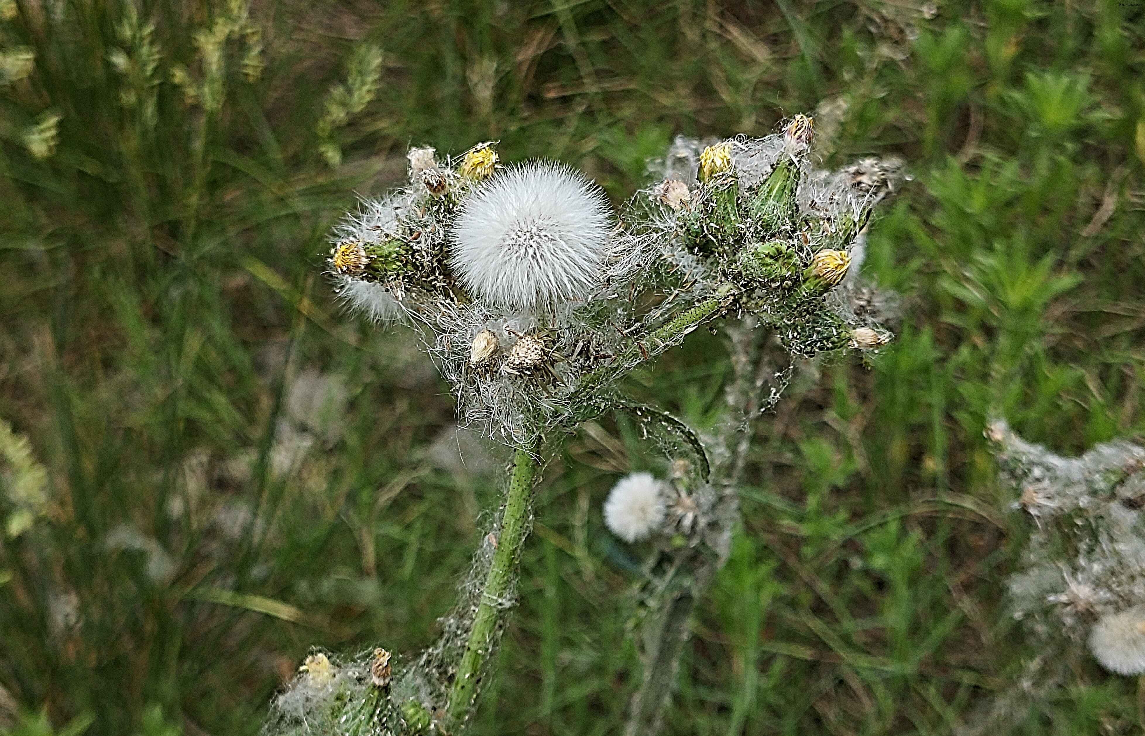 Willow fluff in mid-May