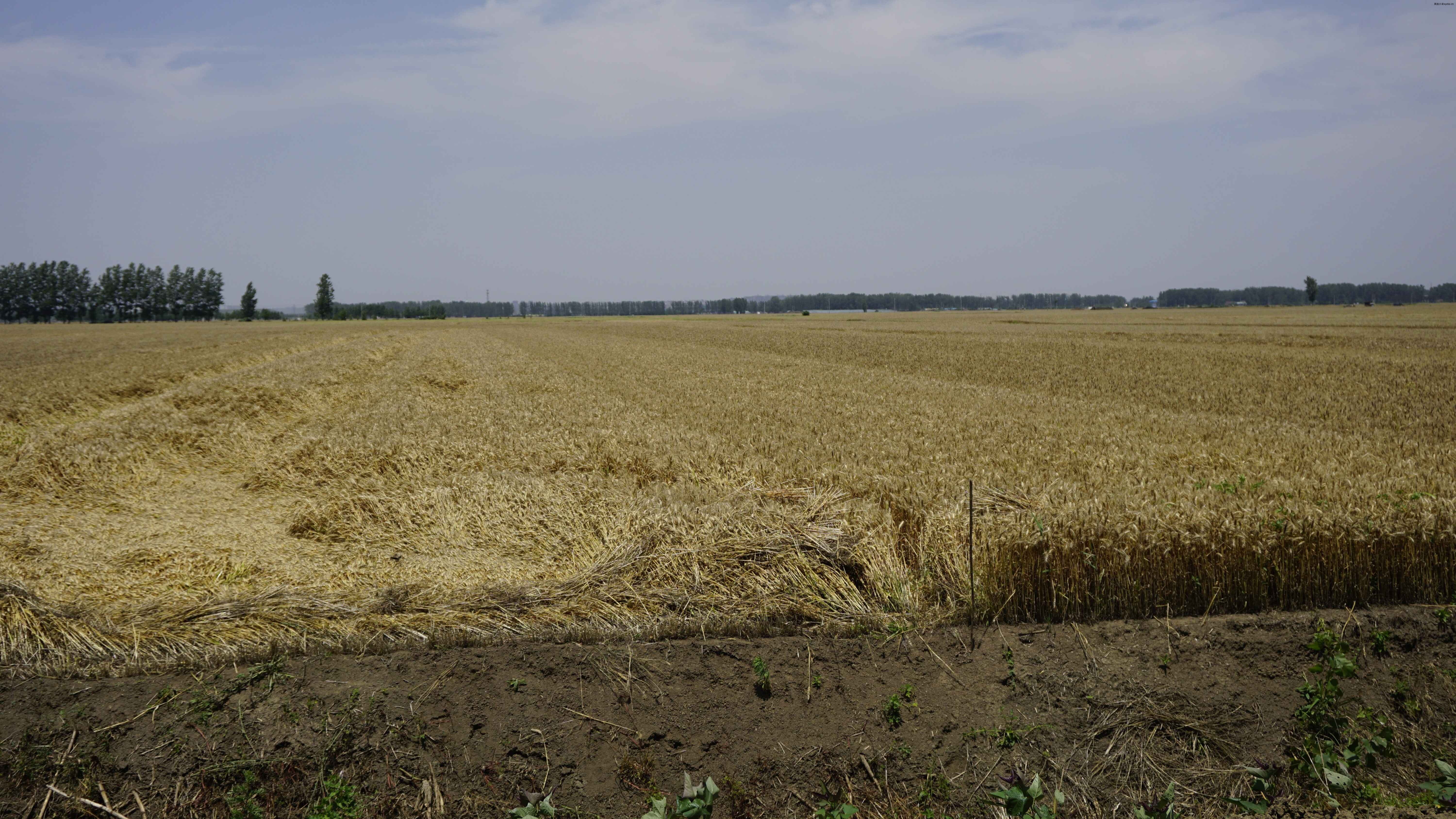Late May wheat harvest