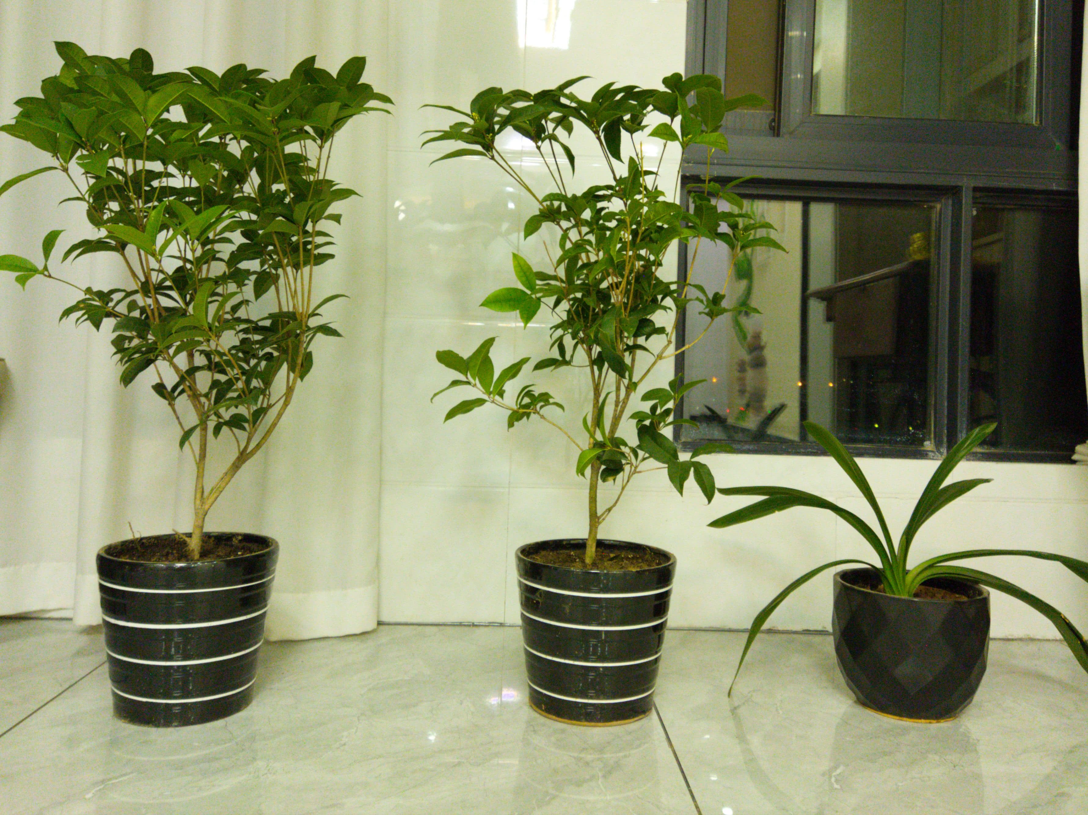 Osmanthus